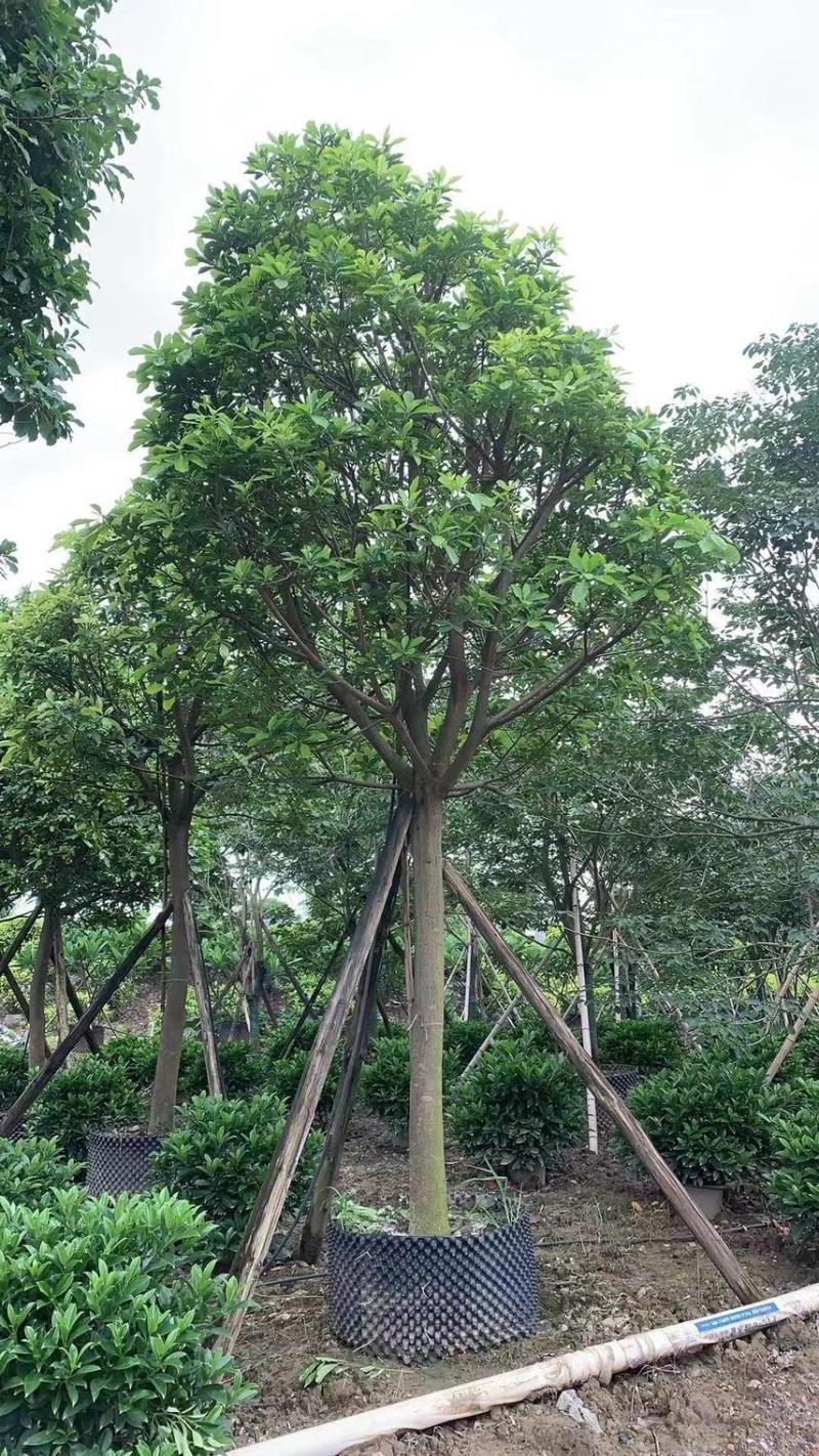 红花玉蕊各种规格，基地大量现货供应，欢迎咨询