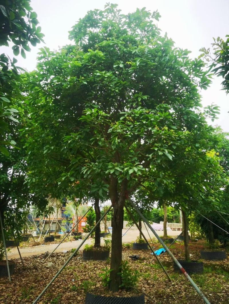 红花玉蕊各种规格，基地大量现货供应，欢迎咨询