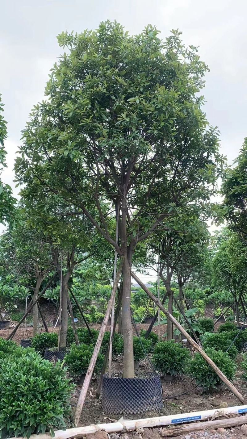 红花玉蕊各种规格，基地大量现货供应，欢迎咨询