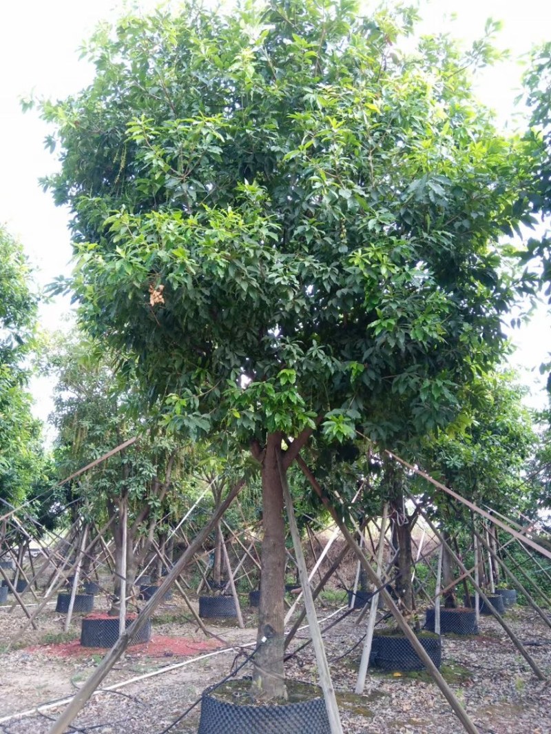 红花玉蕊各种规格，基地大量现货供应，欢迎咨询