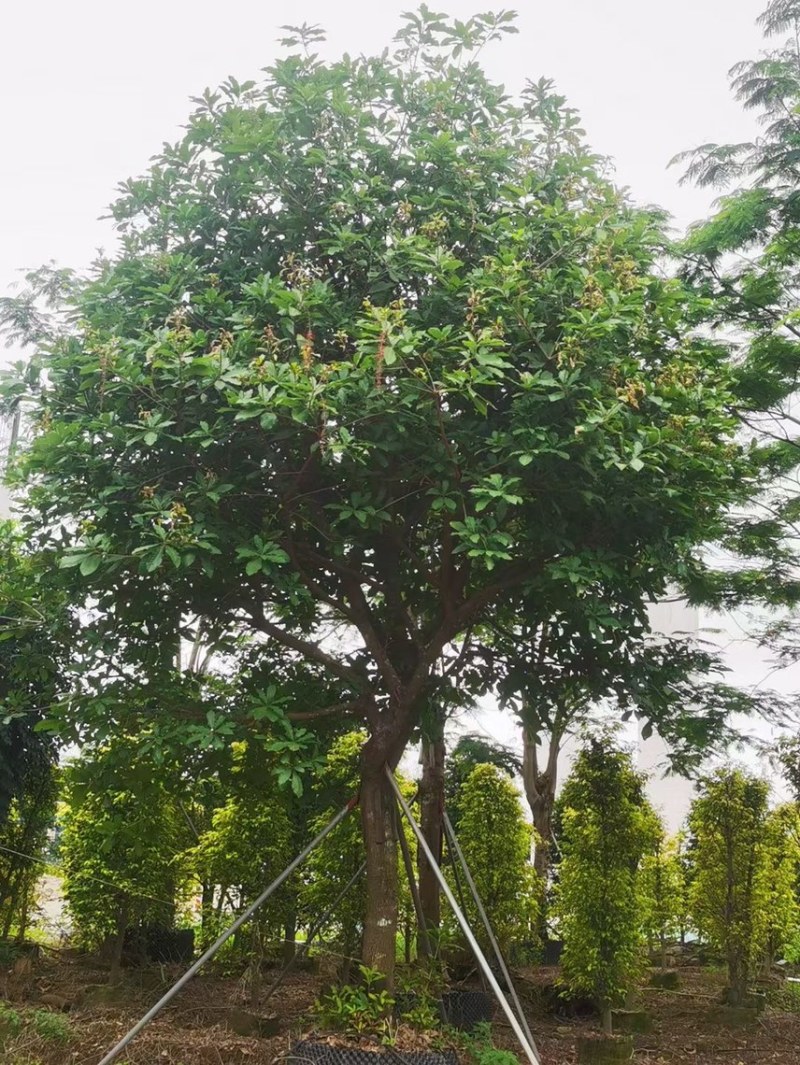 红花玉蕊各种规格，基地大量现货供应，欢迎咨询