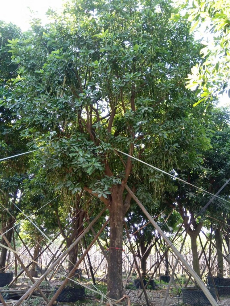红花玉蕊各种规格，基地大量现货供应，欢迎咨询