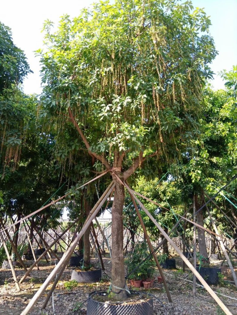 红花玉蕊各种规格，基地大量现货供应，欢迎咨询
