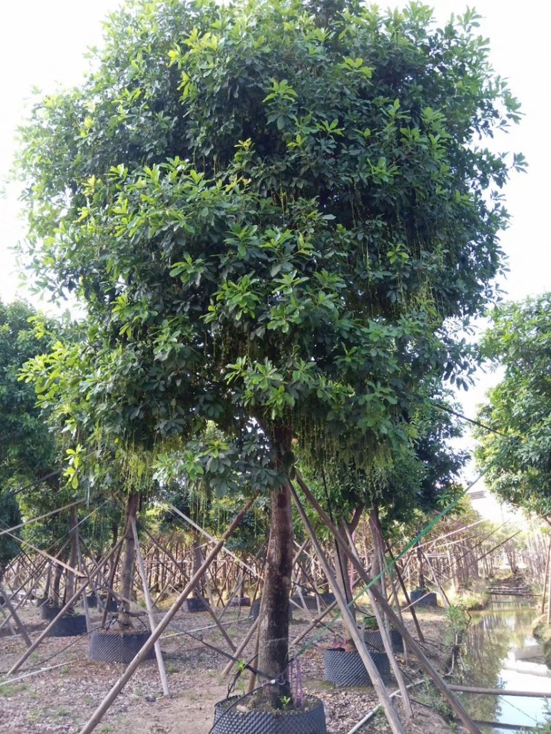 红花玉蕊各种规格，基地大量现货供应，欢迎咨询