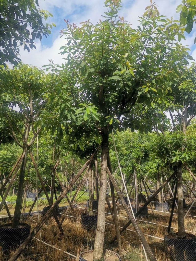 红花玉蕊各种规格，基地大量现货供应，欢迎咨询