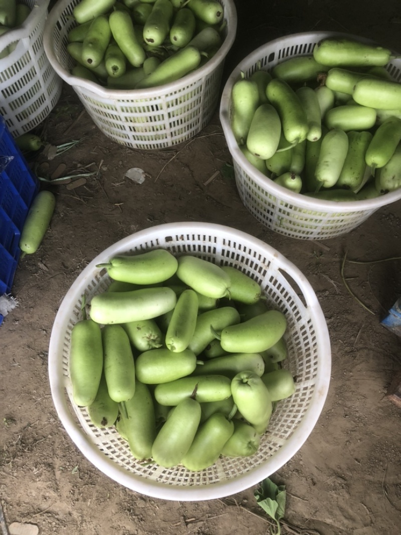 食堂瓠瓜，每天2000斤