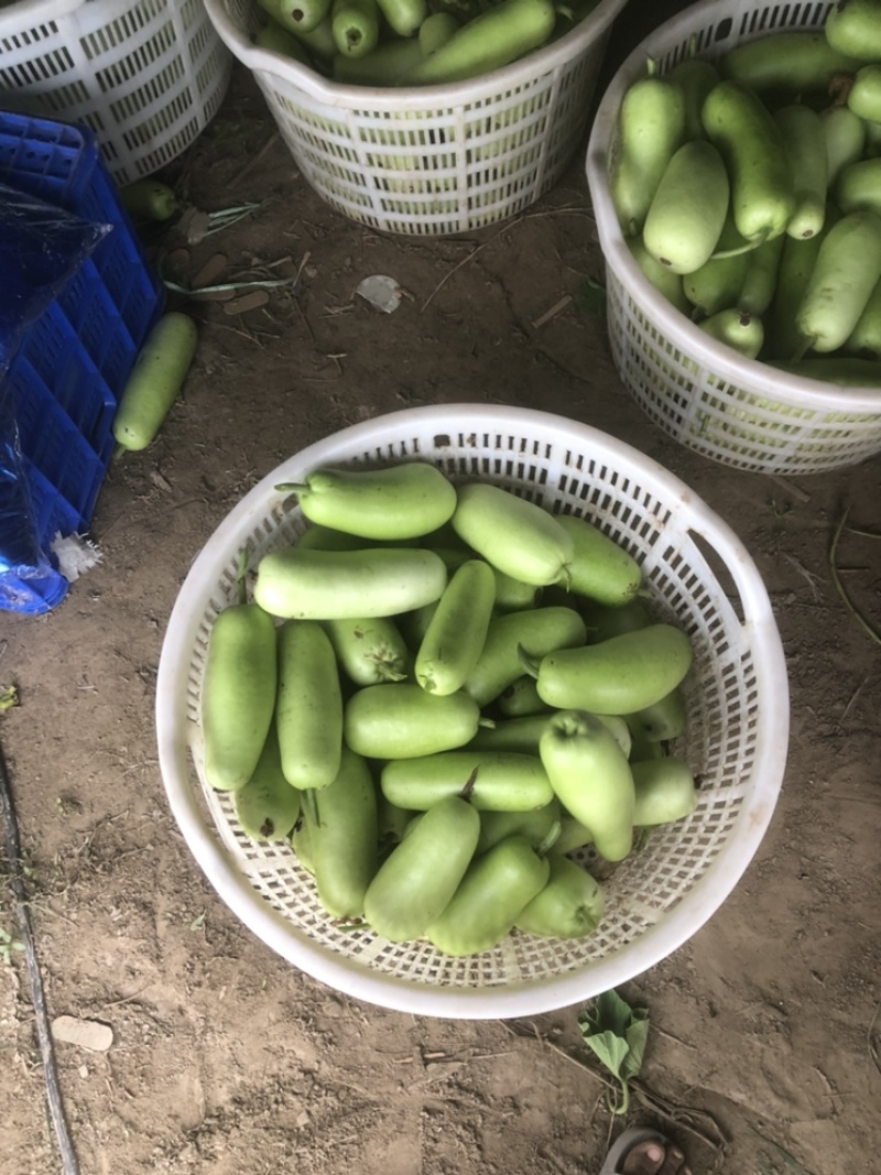 食堂瓠瓜，每天2000斤