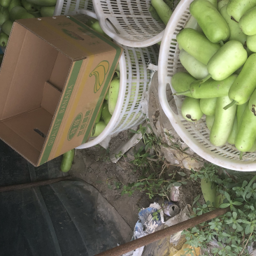 食堂瓠瓜，每天2000斤