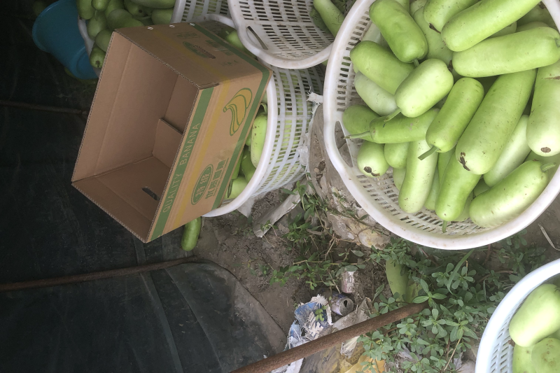 食堂瓠瓜，每天2000斤