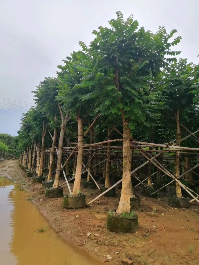 本地火焰木基地大量现货供应，欢迎各位客户咨询