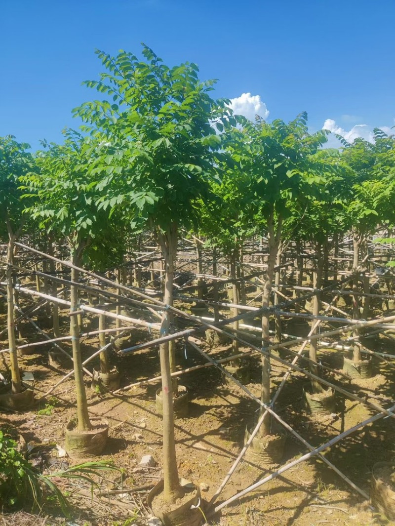 本地火焰木基地大量现货供应，欢迎各位客户咨询