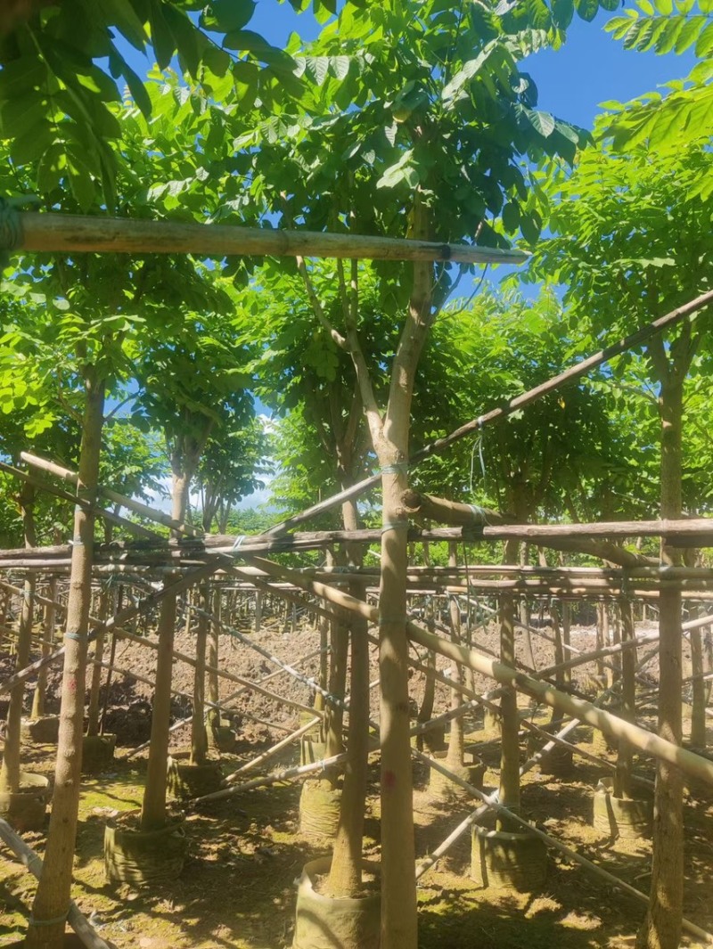 本地火焰木基地大量现货供应，欢迎各位客户咨询