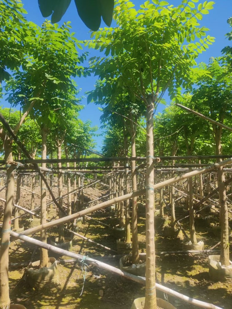 本地火焰木基地大量现货供应，欢迎各位客户咨询