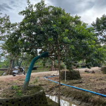 冬青斜飘冬青丛生冬青，基地大量现货供应，欢迎咨询