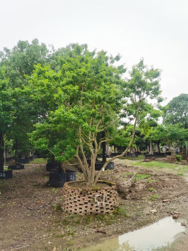 冬青斜飘冬青丛生冬青，基地大量现货供应，欢迎咨询