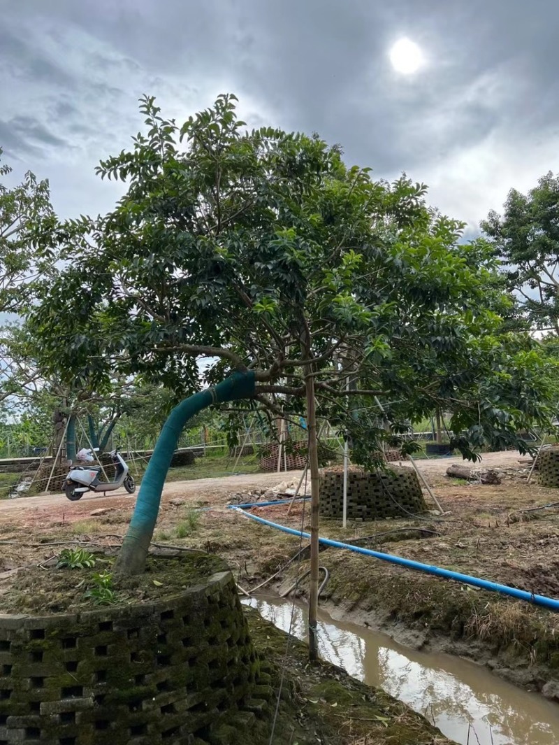 冬青斜飘冬青丛生冬青，基地大量现货供应，欢迎咨询