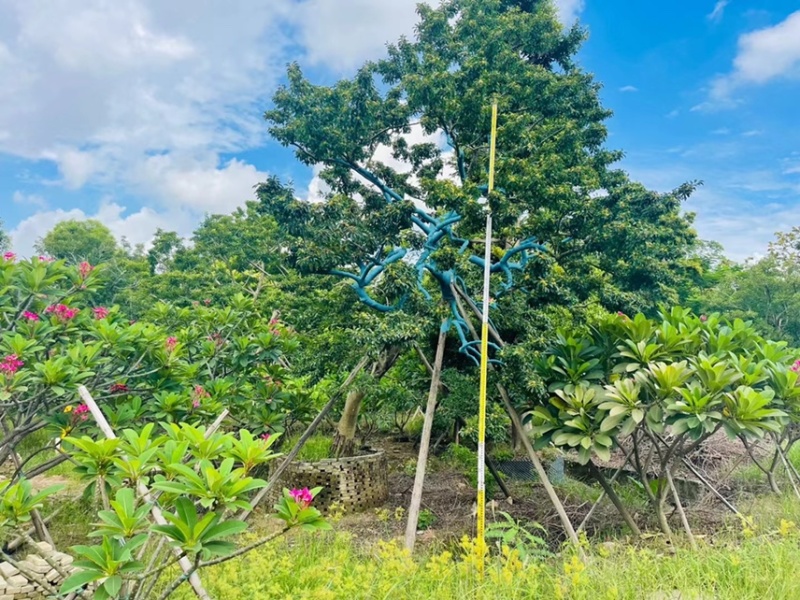 冬青斜飘冬青丛生冬青，基地大量现货供应，欢迎咨询