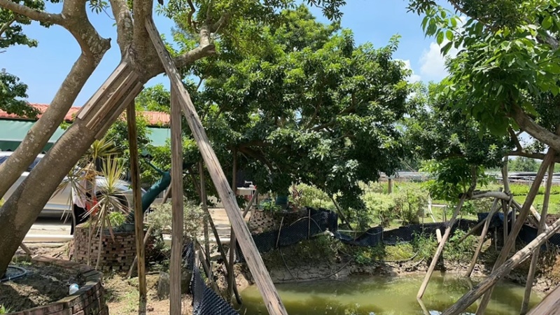 冬青斜飘冬青丛生冬青，基地大量现货供应，欢迎咨询