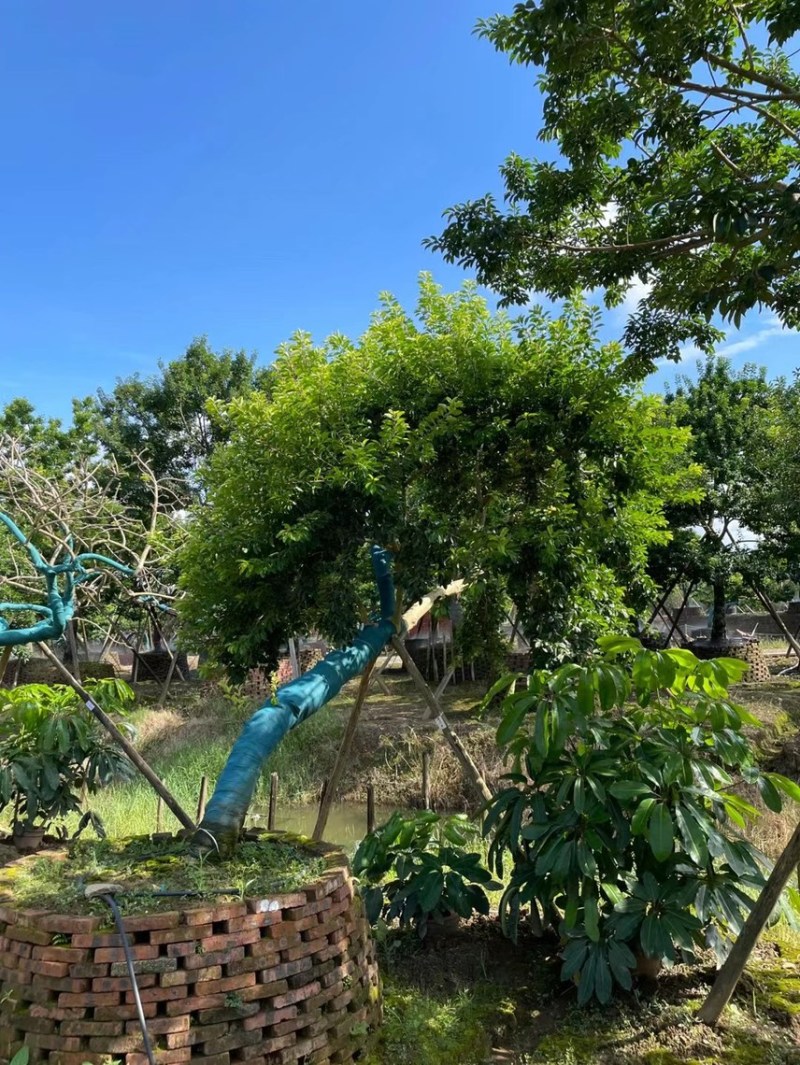 冬青斜飘冬青丛生冬青，基地大量现货供应，欢迎咨询