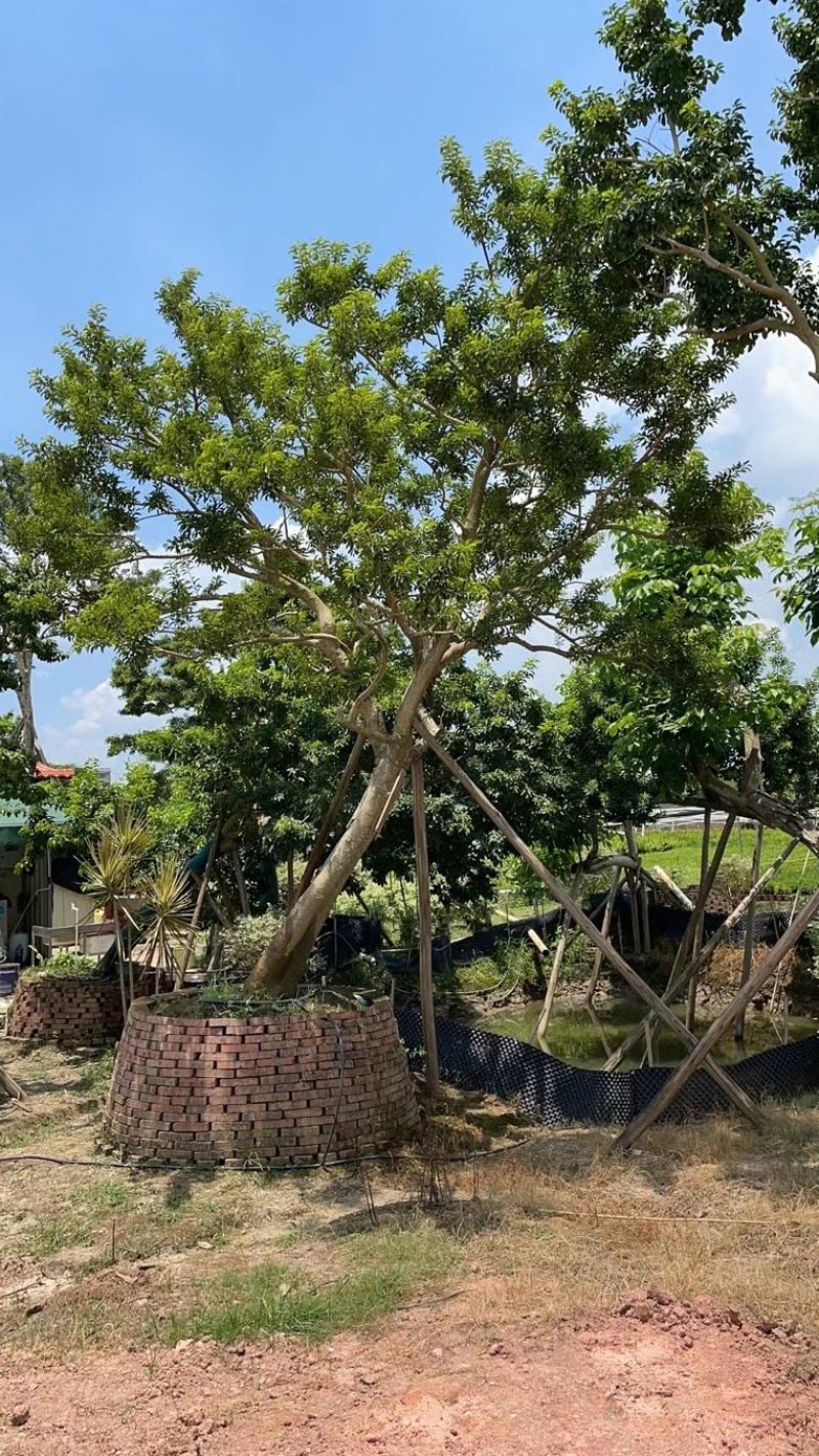 冬青斜飘冬青丛生冬青，基地大量现货供应，欢迎咨询