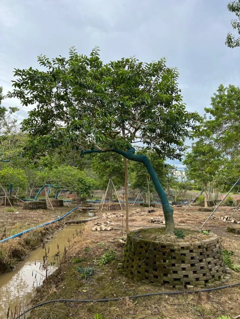 冬青斜飘冬青丛生冬青，基地大量现货供应，欢迎咨询