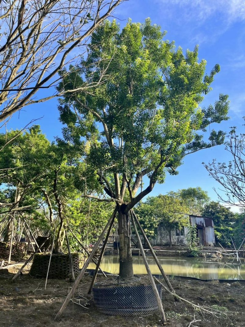 冬青斜飘冬青丛生冬青，基地大量现货供应，欢迎咨询