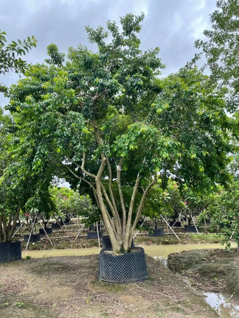 冬青斜飘冬青丛生冬青，基地大量现货供应，欢迎咨询