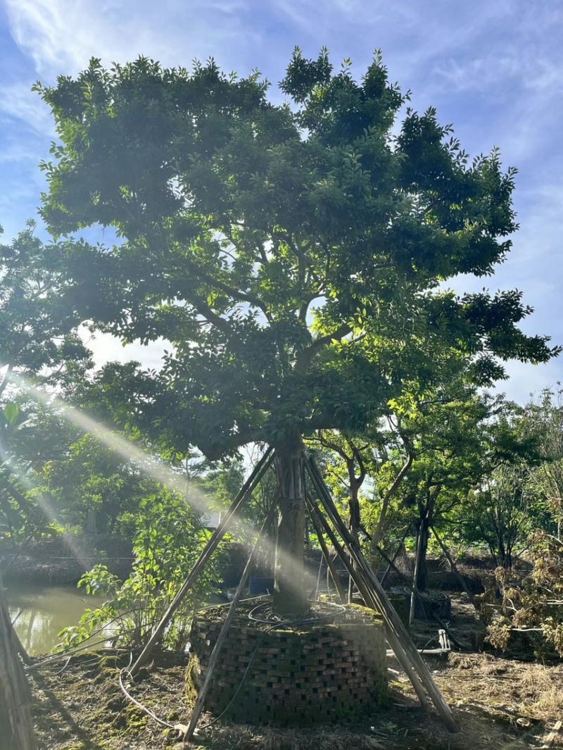 冬青斜飘冬青丛生冬青，基地大量现货供应，欢迎咨询