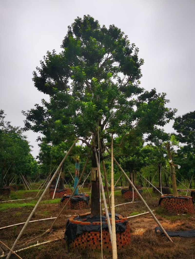 冬青斜飘冬青丛生冬青，基地大量现货供应，欢迎咨询