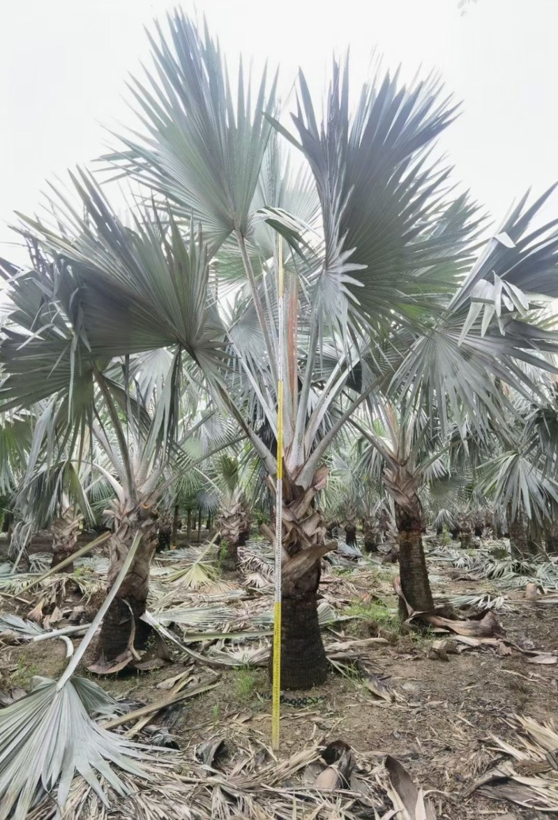 霸王棕各种规格基地大量现货供应，欢迎各位咨询