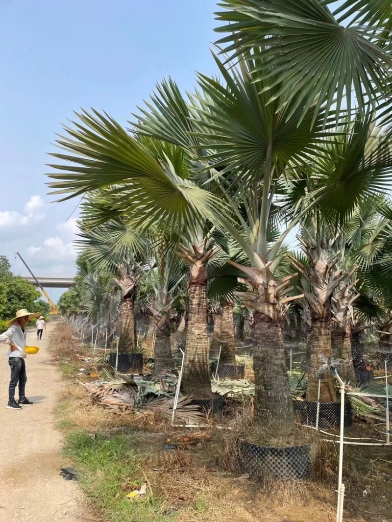 霸王棕各种规格基地大量现货供应，欢迎各位咨询