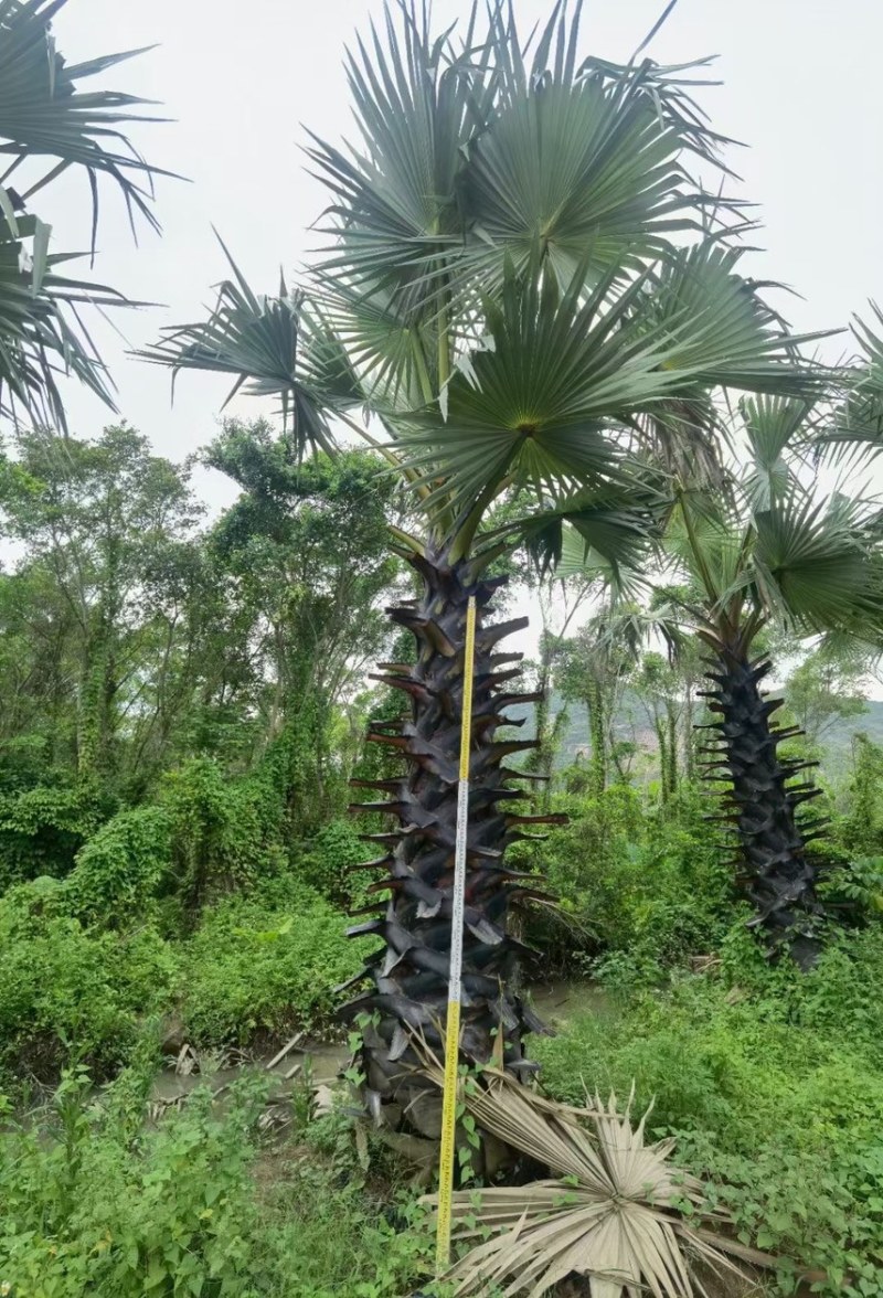 糖棕各种规格基地大量现货供应，欢迎各位客户咨询