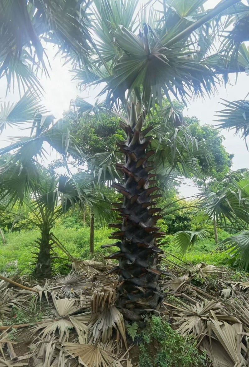 糖棕各种规格基地大量现货供应，欢迎各位客户咨询