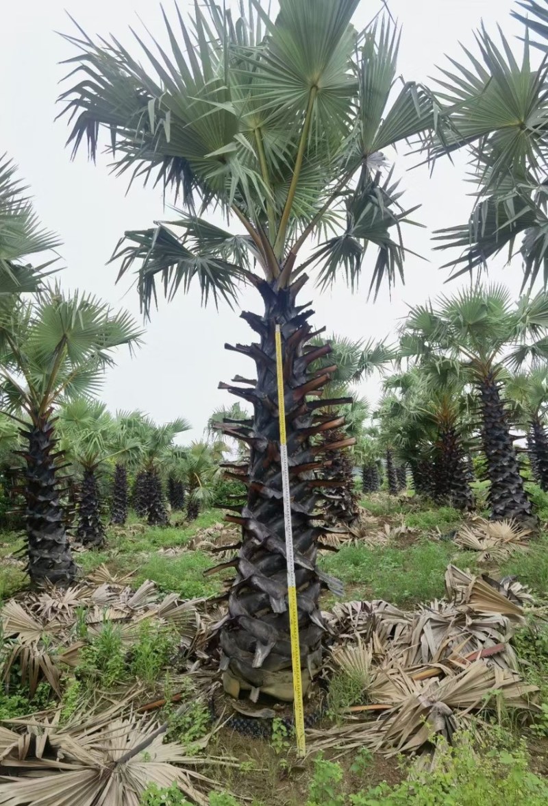 糖棕各种规格基地大量现货供应，欢迎各位客户咨询