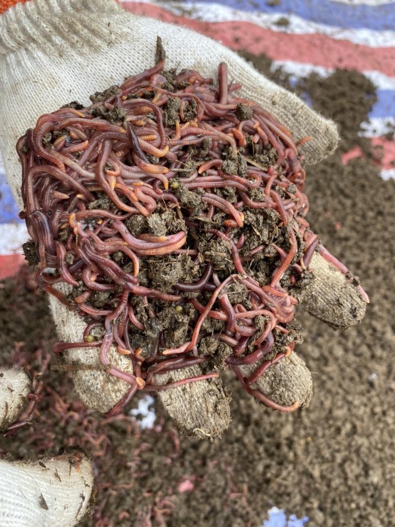 红蚯蚓人工养殖，量大从优常年可供货