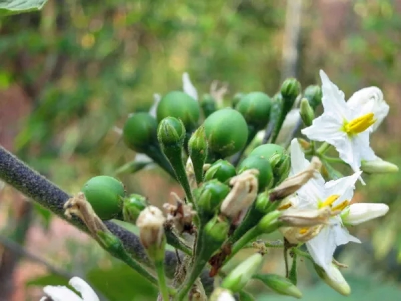 西双版纳冬阴功原料苦果苦子果苦刺果小圆茄苦茄顺丰产地直邮