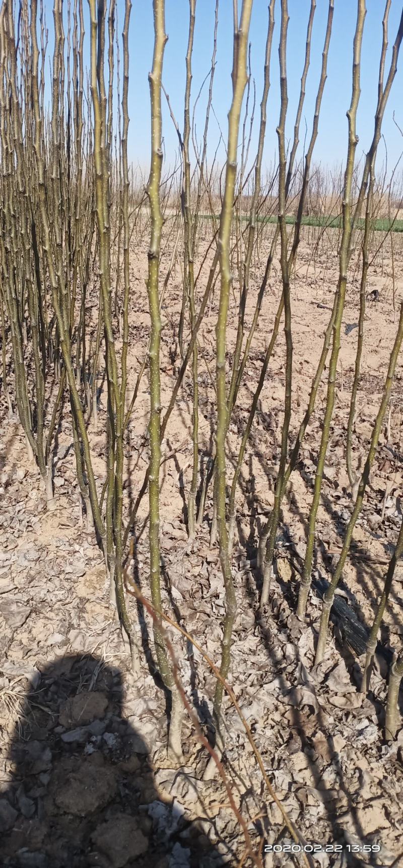 玉露香梨苗山农酥梨二年嫁接苗包结果死苗补发