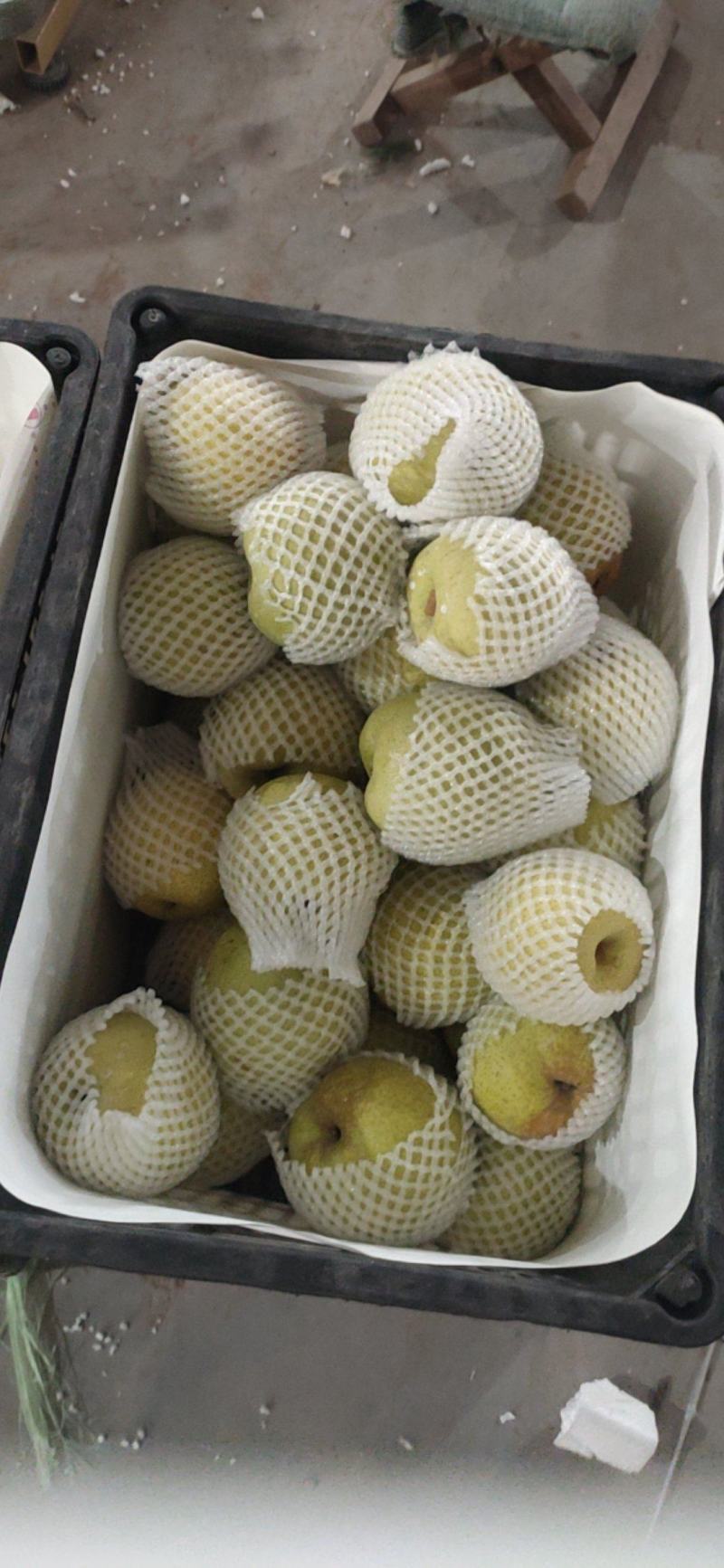 【优质酥梨】砀山酥梨汁多皮薄肉厚无渣批发主招电商
