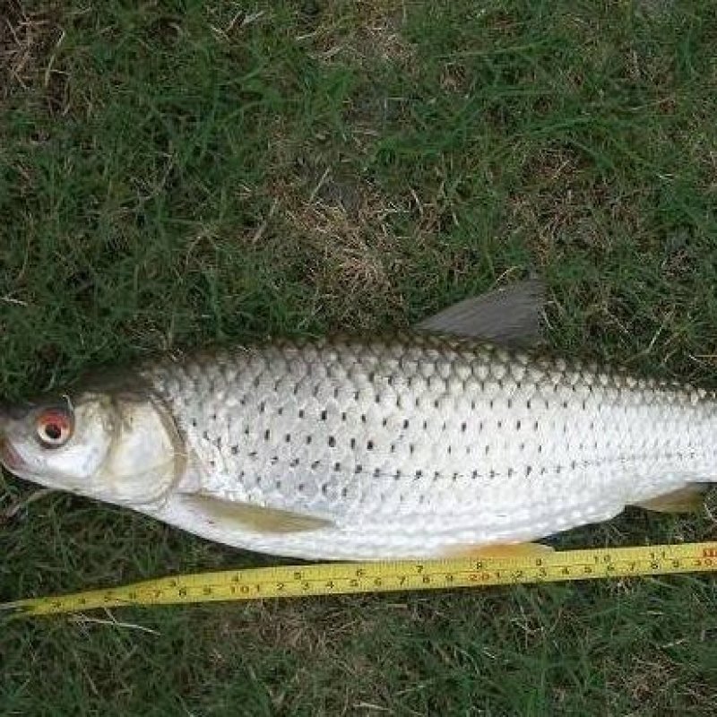 大量水库批发赤眼鱼