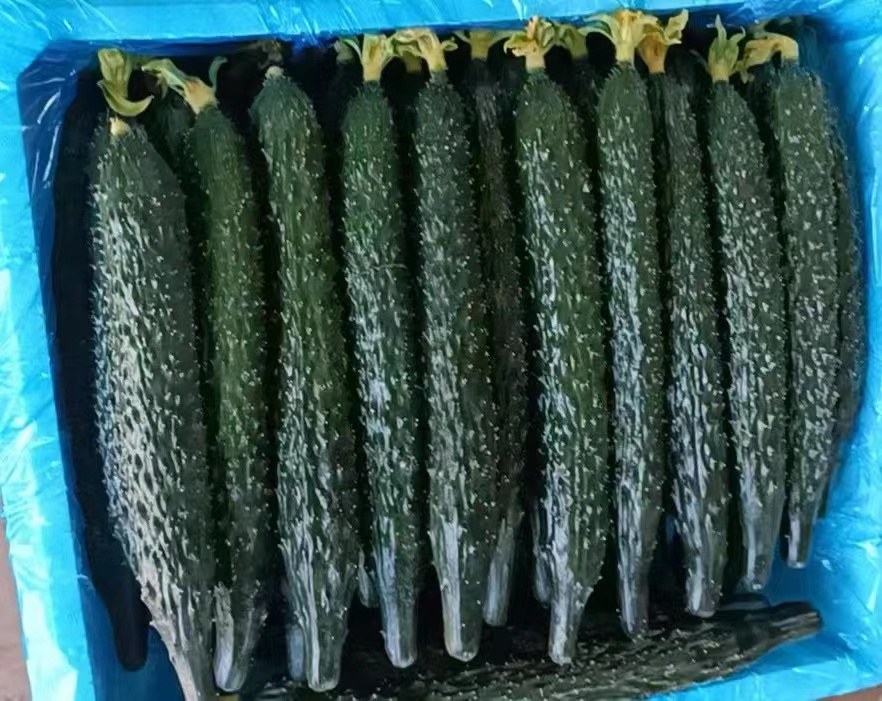 高清微距摄影:库拉索芦荟(Aloe barbadensis miller)成株,叶片肥厚多汁,边缘具细小红褐色齿刺;图中箭头清晰指向叶片横切面结构——最外层深绿色角质层、中间浅黄色乳管层(含芦荟苷,不可食)、内层透明凝胶层(可食核心,占叶肉体积85%以上) 库拉索芦荟植株特写与可食部位标注图