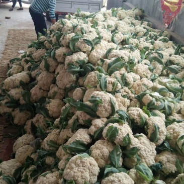 万亩白面青梗有机散花大量现货供应一手货源全国代发