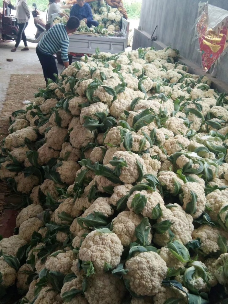 万亩白面青梗有机散花大量现货供应一手货源全国代发