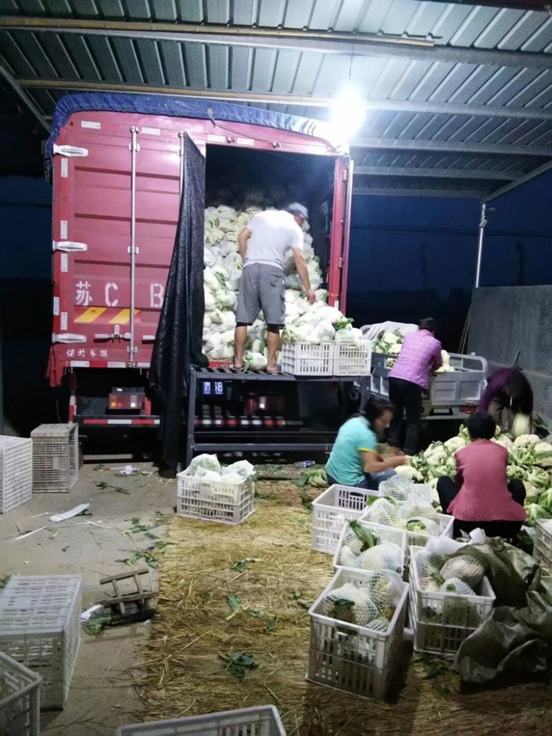 万亩白面青梗有机散花大量现货供应一手货源全国代发