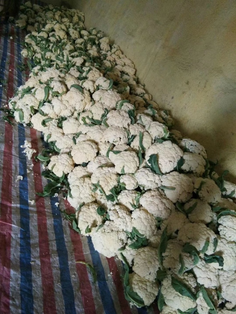 万亩白面青梗有机散花大量现货供应一手货源全国代发