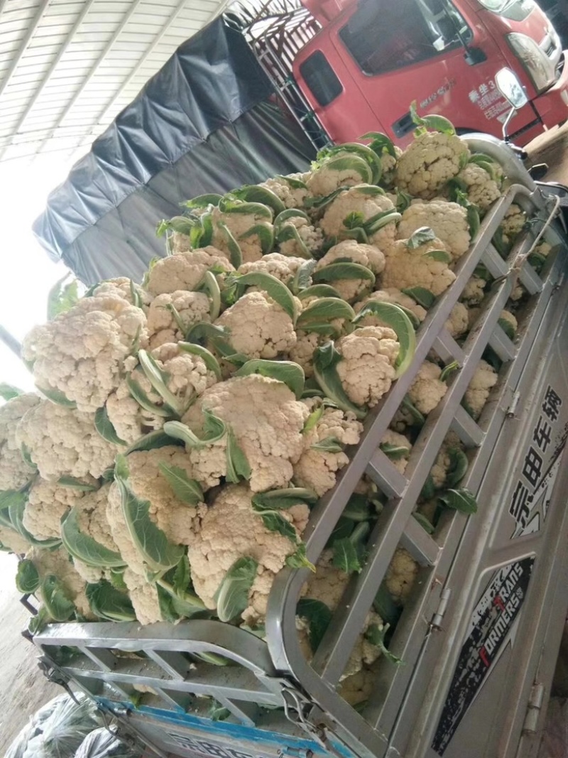 万亩白面青梗有机散花大量现货供应一手货源全国代发
