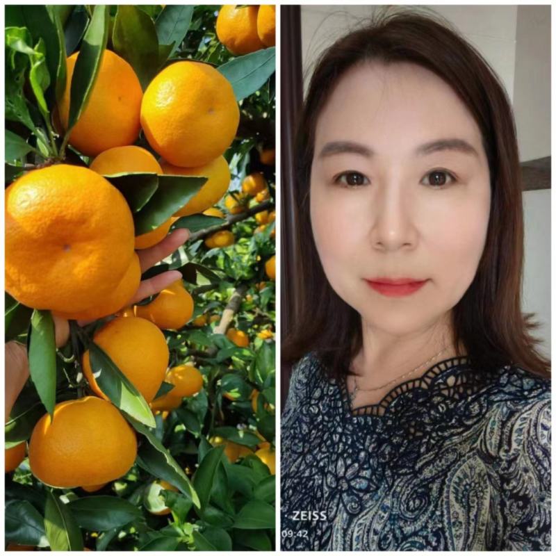 江西优质高山蜜橘大量诚接批发电商平台，质量优选三包