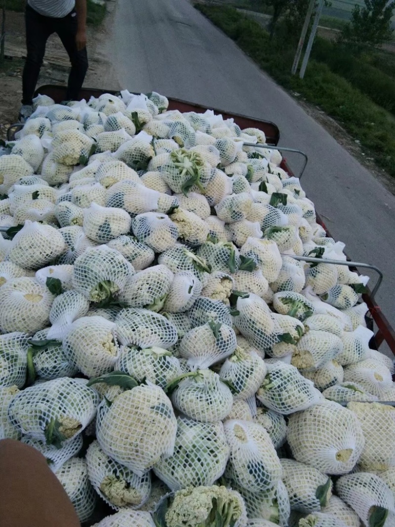 青梗白面有机散花大量供应中！货源充足，诚信经营！