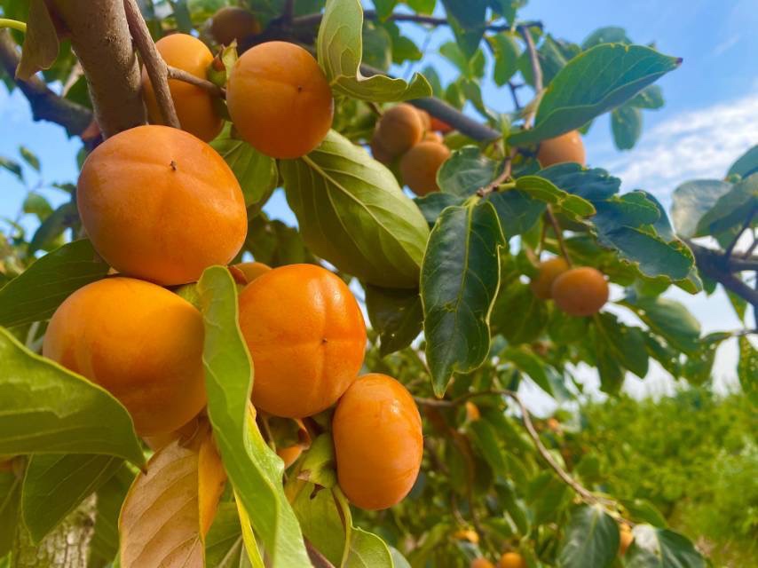 火晶柿子果实特写