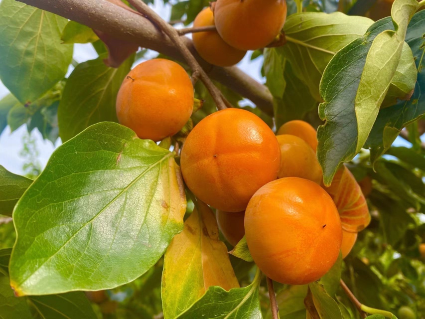 火晶柿子鲜食切开图
