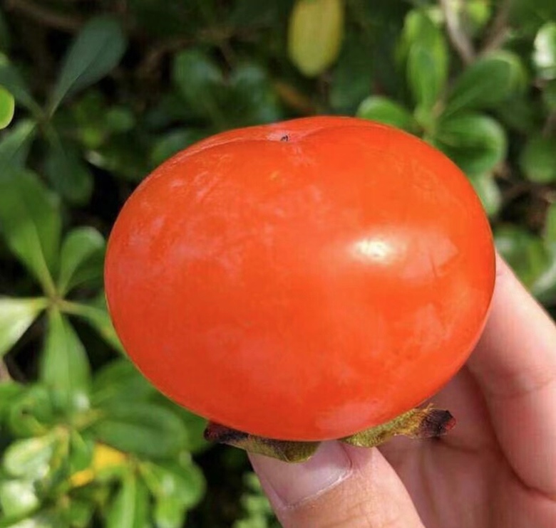 一颗成熟的火晶柿子,表皮光滑、呈鲜艳的橙红色,果蒂完整,果肉透明感强,放置在白色瓷盘中,背景为自然光下的田园环境 火晶柿子特写